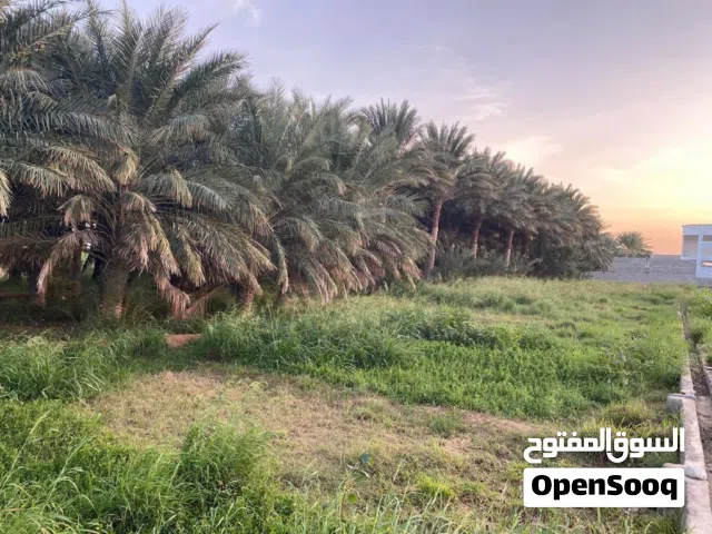 Farm Land for Sale in Al Sharqiya Sur