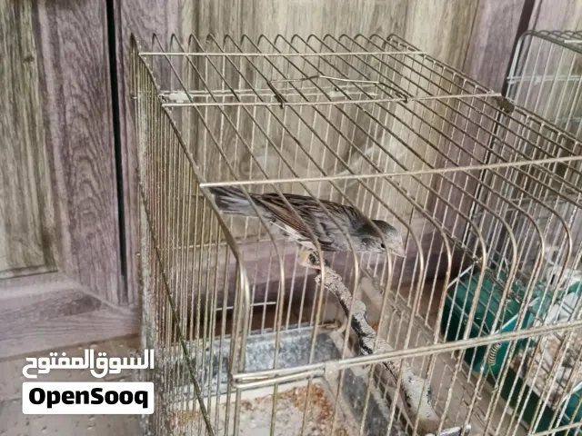 كنار سكني للبيع او البدل