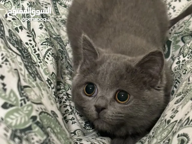 سكوتش ستريت لون رمادي