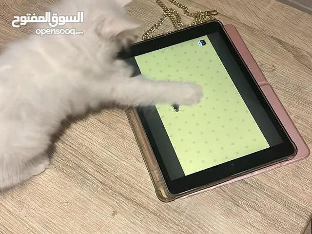 قطه تبني برسوم