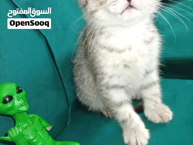 Cute Scottish cat 2 months old