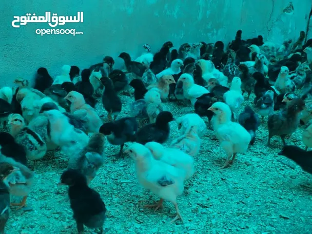 موجود صيصان بلدي بكميات