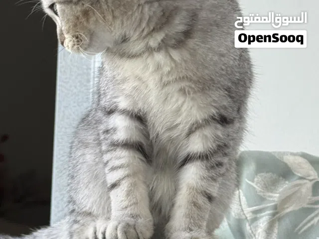 للبيع انثى سكوتش فولد