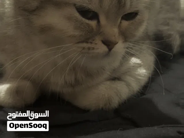 قط سكوج للتبني مجاني