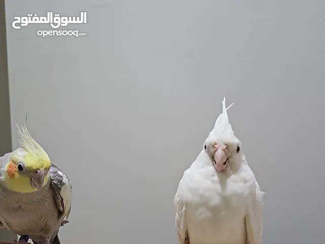 ببغاء كوكتيل2 او كروان يصفر و يقول كملة غير مفهومه