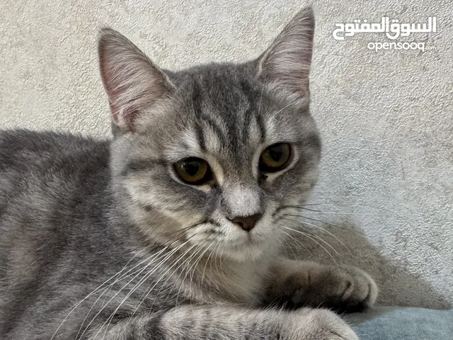 للتبني نثيه