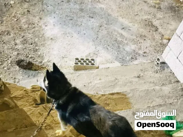 إنثاي هاسكي