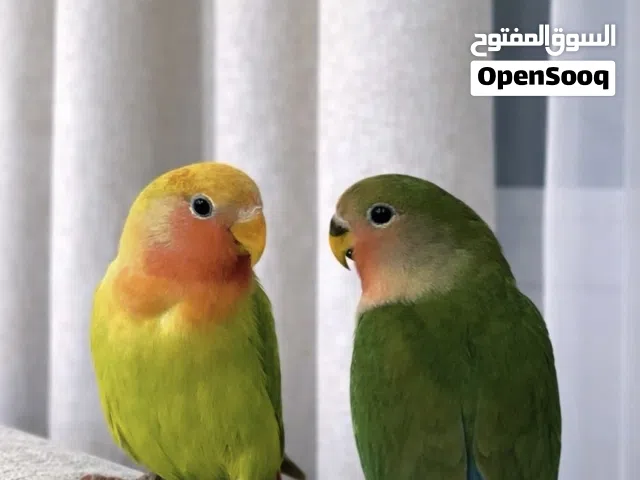 للبيع زوج روز