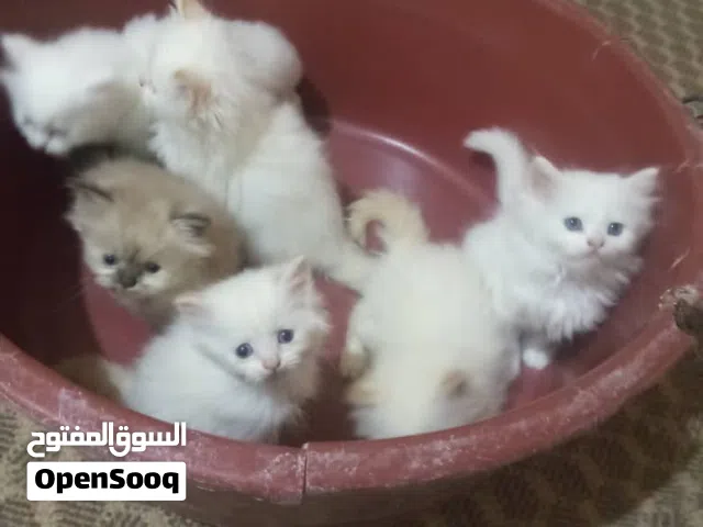 اي قطة او قطة شيرازي بسعر25 الف