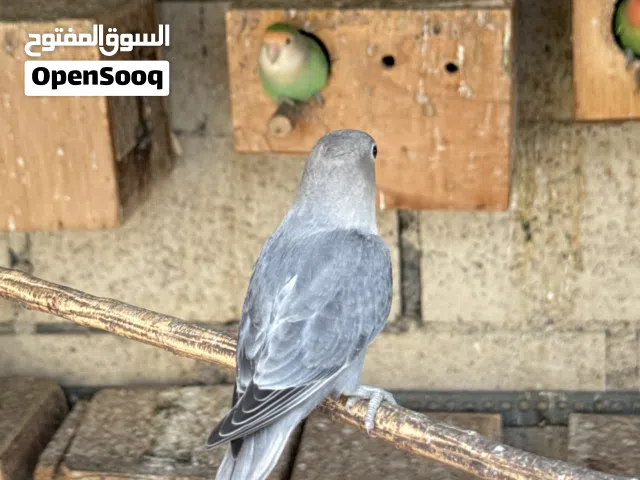 لافبيرد طيور الحب