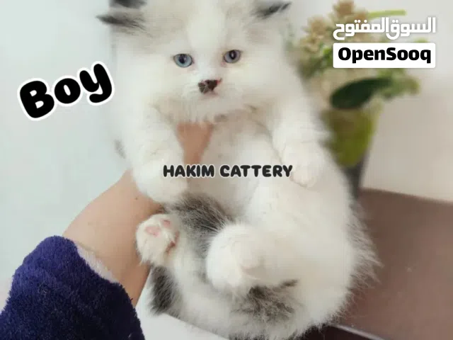 قطط راغدول بيور كيتين ولد وبنت Ragdoll Kittens pure مطعمين ديدان وحشرات