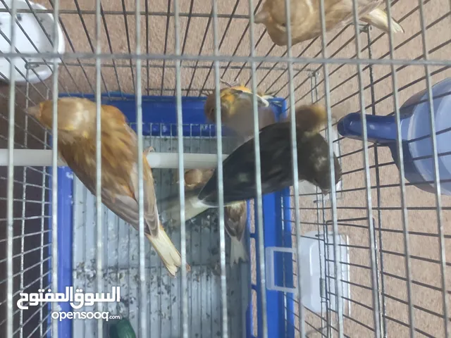 7حبات كنار للبيع