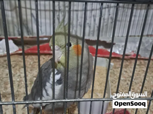 ببغاء كوكتيل عمر سبع اشهر