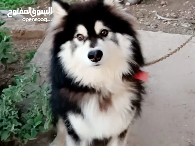 مالموت الاسكا مطعم ومدرب