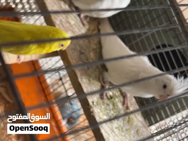 عصافير حب و ببغاء كوكتيل