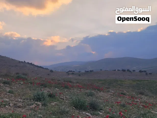 Farm Land for Sale in Zarqa Birayn