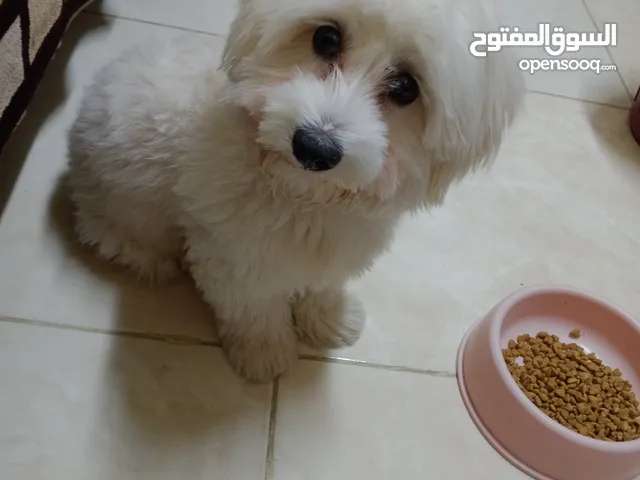 كلب فرنش تيرير للبيع