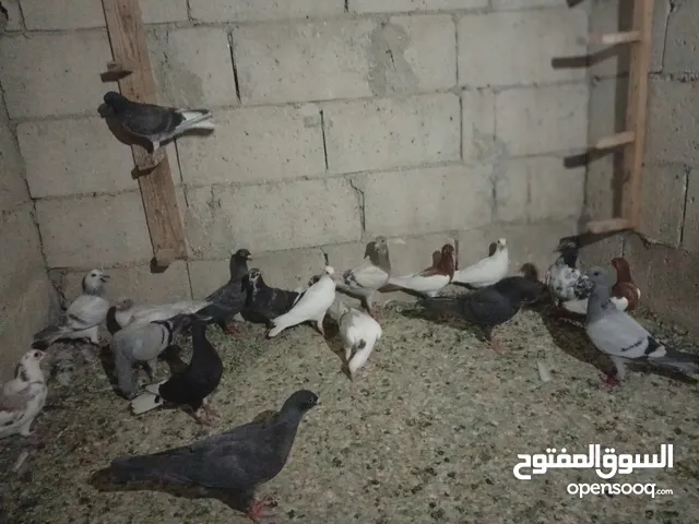 حمام كش البيع الوان فرخ