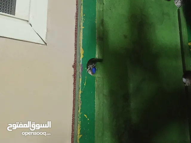 بلياردو صغير 6 بوكيتات طبعا مش رخام هي هي خشب زان