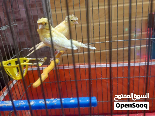جواز كناري للبيع