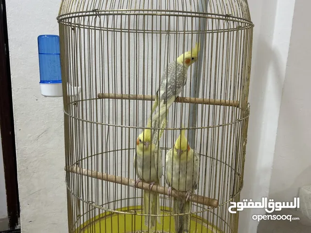 للبيع طيور كوكتيل مع القفص والحامل