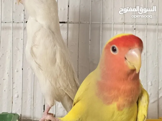 جوز روز البينو