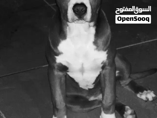 كلب بيتبول رد نوز للبيع