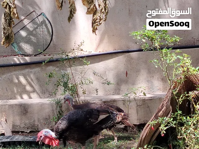 للبيع زوج دجاج رومي منتج