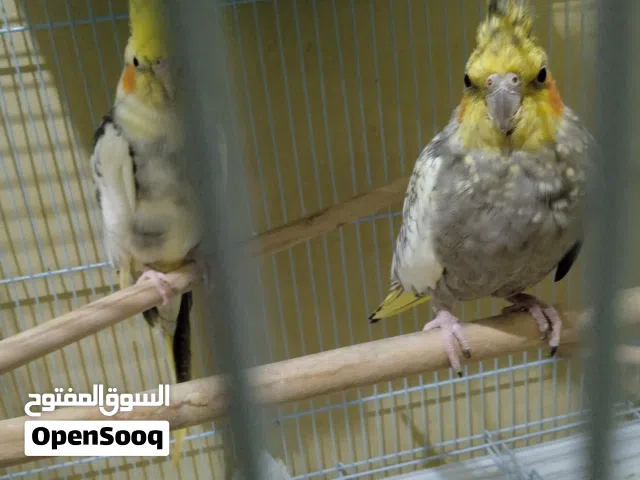 coupla calopsit mdrisya