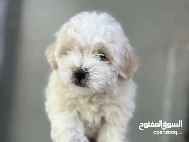 كلب مالتيز حجم القزم تيك اب عمر شهرين لعوب لمزيد من الصور تواصل واتس
