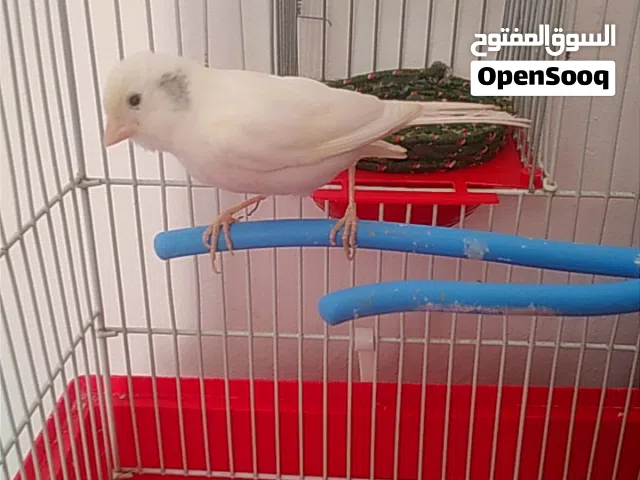 السلام عليكم ////متاح بفضل الله نتايه كناري    ناشطه ربي يبارك                طربلس الهضبه الشرقية