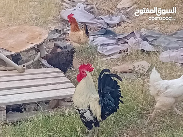 ذجاج عربي للبيع