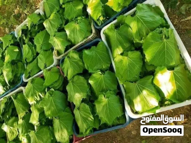 يوجد لدينا دوالي بلدي اول خيره مثل الحرير أفضل الاسعار