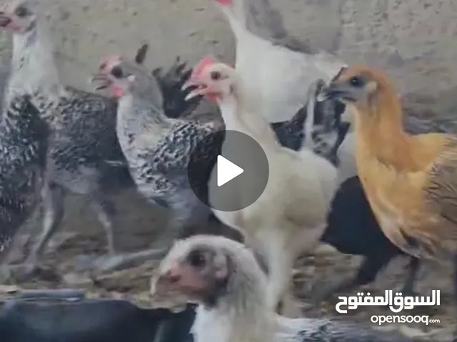 دجاج مكس بيور