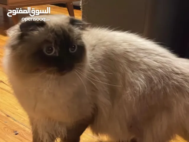 ذكر اسكوتش فولد