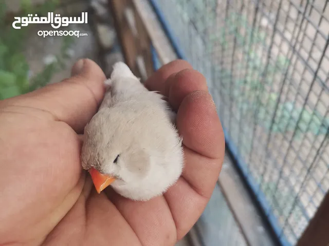فناجس سوبر جانبو وجانبو خشن