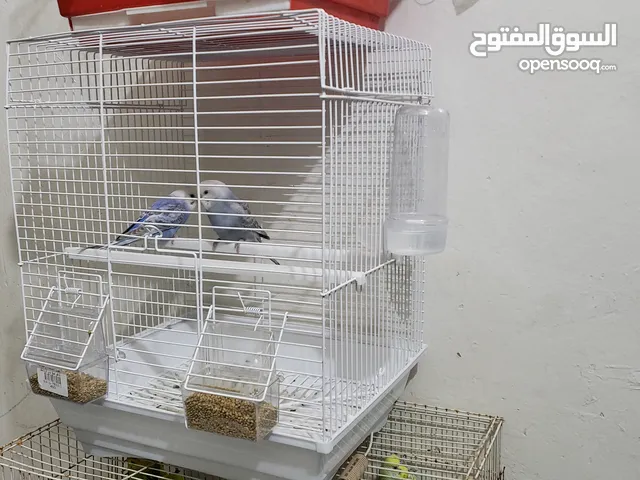 زوج بادجي رينبو اجمل الالوان مع شبك كبير وجديد حاجه فاخر من الاخر