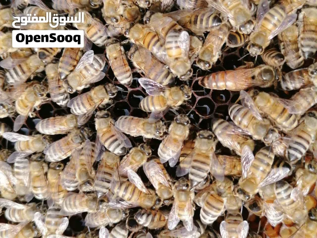 يوجد ملكات نحل ملقحه جديده