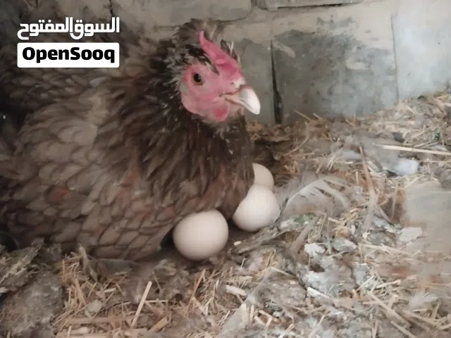 متاح دجاجه كافه