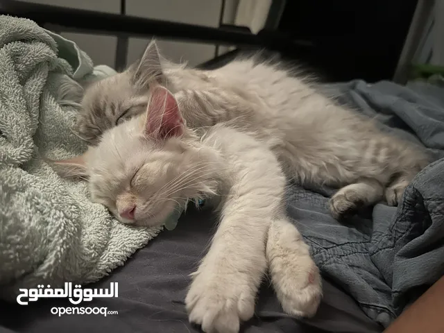 قطتين شيرازي بعمل ال 6 اشهر للبيع مع بوكس الحمام مالهم