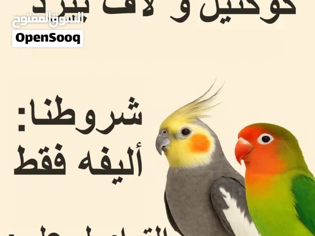 نشتري طيور لاف بيرد و كوكتيل أليفين