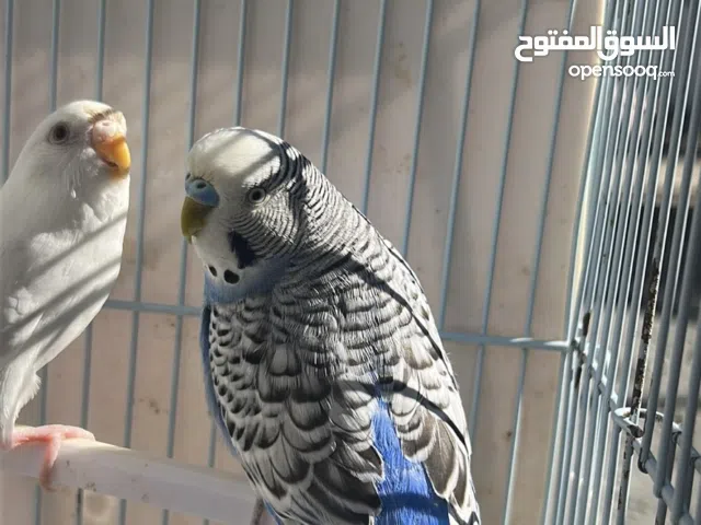 زوج طيور بادجي للبيع