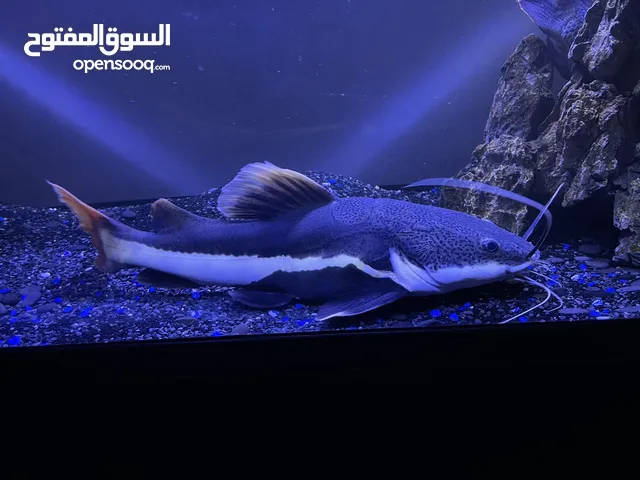 Red tail cat fish (50cm) lenght Alligator gar fish (60cm) lenght