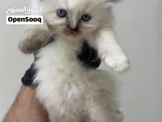 شيرازي همالايا