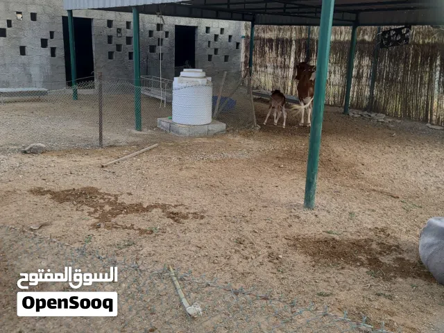 للبيع بقر مهجن