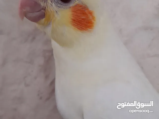 طير كوكتيل لاتينو عين حمرا ( إقرأ الوصف جيدا" ) سعر عالخاص