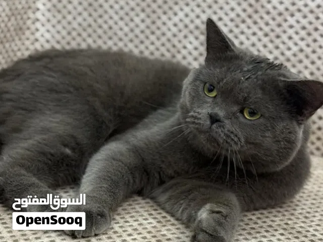 القط البريطاني قصير الشعر {برتش شورت هير} متاح اقرا الوصف التواصل رسائل ع خص فقط