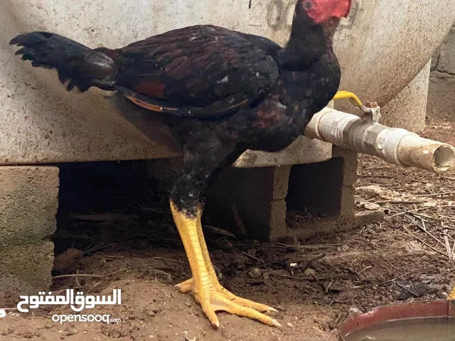 دجاج باكستاني للبيع