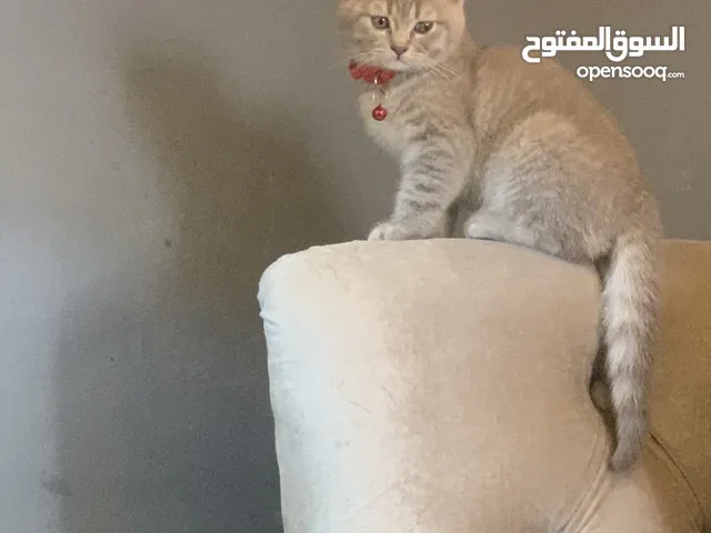 برتش قط صغير العمر 65