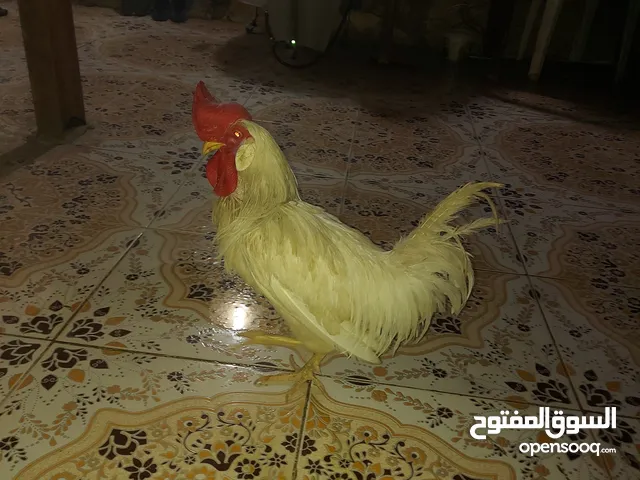 ديجين للبيع